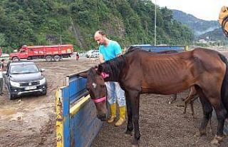 Artvin’de bir tırın dorsesinde ölüme terk edilen...