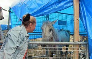 Artvin’de bir tırın dorsesinde ölüme terk edilen...