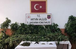 Artvin’de jandarmadan uyuşturucu operasyonu