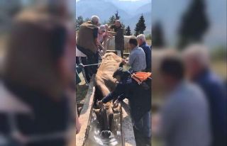 Artvin’de su yalağına düşen ineği böyle kurtardılar
