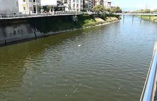 Asi Nehri’nde balık ölümleri