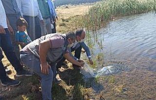 Aslanapa’da 277 bin yavru sazan 3 gölette suyla...