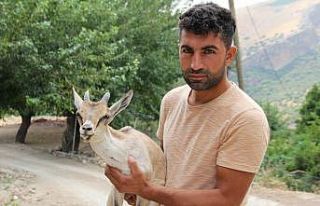 Ayakları tutmayan yavru yaban keçisini evinde besledi