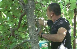 Ayaş’ta asırlık ağaçlardan karadut hasadı