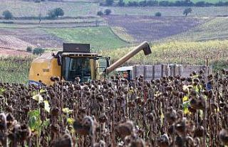Ayçiçeği hasadı başladı