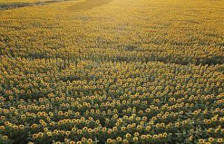 Ayçiçeği tarlalarının mest eden güzelliği