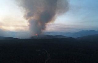 Aydın-Muğla sınırında başlayan orman yangına...