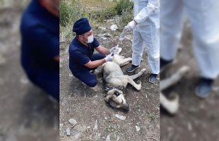 Ayı saldırısına uğrayan köpek yaralandı