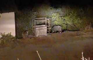 Ayı ve domuzlar bu mezbahaneyi mesken tuttu