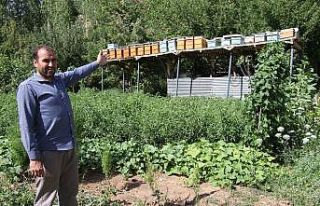 Ayılar balını yiyince çareyi 3,5 metrelik iskele...