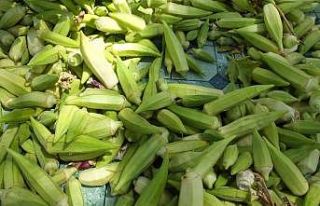 Ayvalık ve Gömeç’te düşen bamya fiyatları...