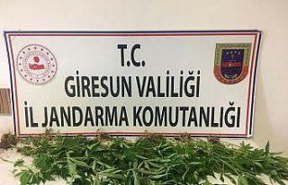 Baba ve oğlu uyuşturucudan tutuklandı