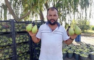 Baba ve oğlunun yetiştirdiği meyvelere yoğun talep