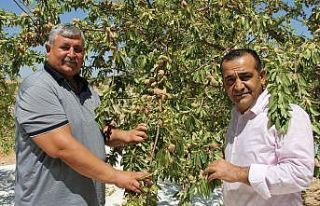 ‘Badem diyarında’ doğal afetlere rağmen rekolte...