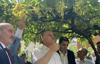 Bağcılar’da bağ bozumu