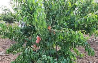 Bağlar’ı özüne kavuşturan doğal görüntüler