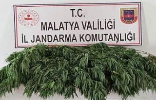 Bahçede esrar ve kenevir ele geçirildi