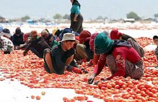 Bakırçay’da hasat zamanı