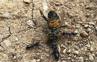 Bal arısı ile 4 karıncanın kavgası kamerada