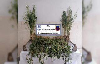 Balıkesir’de 200 kök kenevir bitkisi ele geçirildi