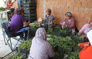 Balıkesir’de şeker otu hasadına başlandı