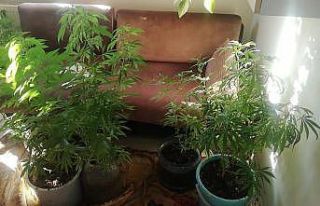 Balkonda 40 kök kenevir yetiştirmiş