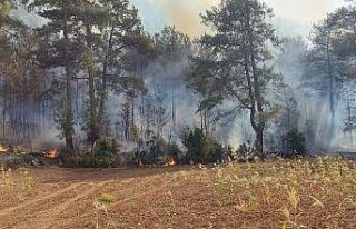 Balta girmemiş fesleğen ormanları alevlere teslim...