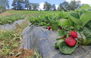 Barındırdığı vitaminlerle vücuda destek veren...