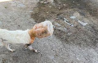 Başı plastik bidona sıkışan köpeği belediye...