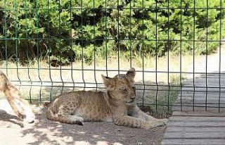 Başkentin 9 yavru aslanının isimleri oylama ile...