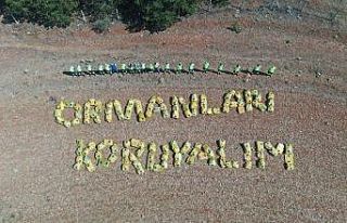 Başkent’te ormanlara bakım çalışması