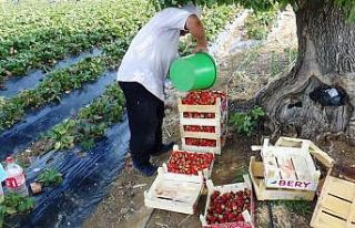 Batman’da çilek üretimi göçü tersine çevirdi