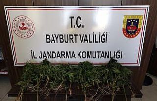 Bayburt’ta bir miktar kenevir ele geçirildi
