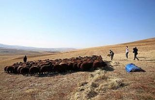 Bayburt’ta küçükbaş hayvan sayısında 1 yılda...