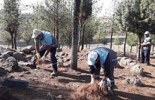 Belediye ekipleri yangınlara karşı ormanda temizlik...