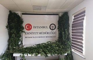 Beykoz’da kenevir tarlasına çevrilen evde 19 kilo...