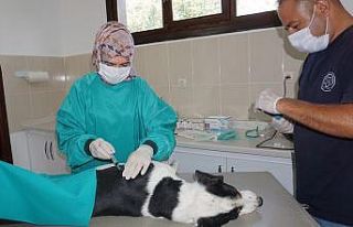 Beypazarı Belediyesi Veterinerlik Birimi ekiplerince...