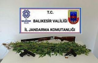 Bigadiç’te jandarmadan kenevir operasyonu