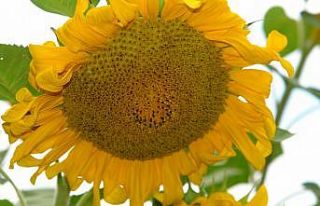 Bilecik’in Pazaryeri’nde ayçiçeklerin görsel...