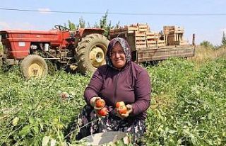Bilecik’te domates hasadı başladı