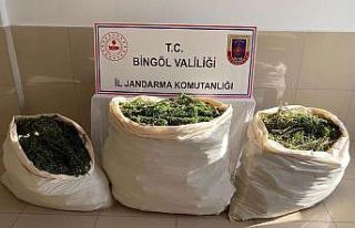 Bingöl’de 174 kilo esrar ve 700 kök kenevir ele...