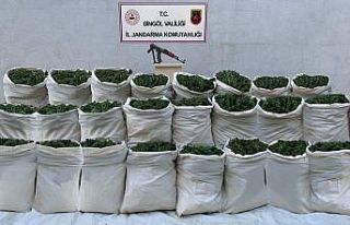 Bingöl’de 665 kilo esrar, 10 bin kök kenevir ele...