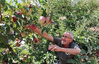 Bir ağaçta 6 çeşit elma yetiştirdi