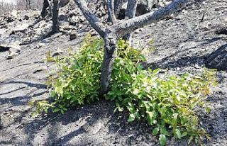 “Bir Fidan Bir Dünya” kampanyası büyüyor