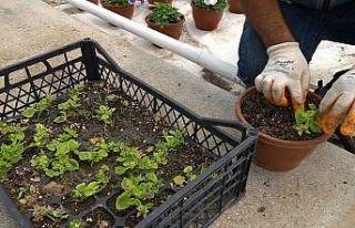 Bitkiler özel bölümlerde yetiştiriliyor