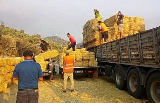 Bodrum Belediyesi yangın mağdurlarına destek olmaya...
