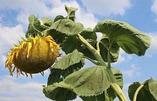 Bölgede ilk defa üretilen ay çekirdeğine yoğun...
