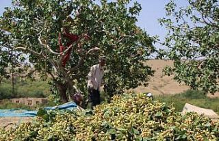 Bölgede yetişmez denileni üretti, 26 yıl önce...