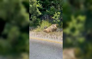 Boz ayıya araç çarptı