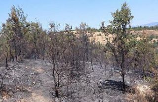 Bozdoğan’daki yangın kontrol altına alındı